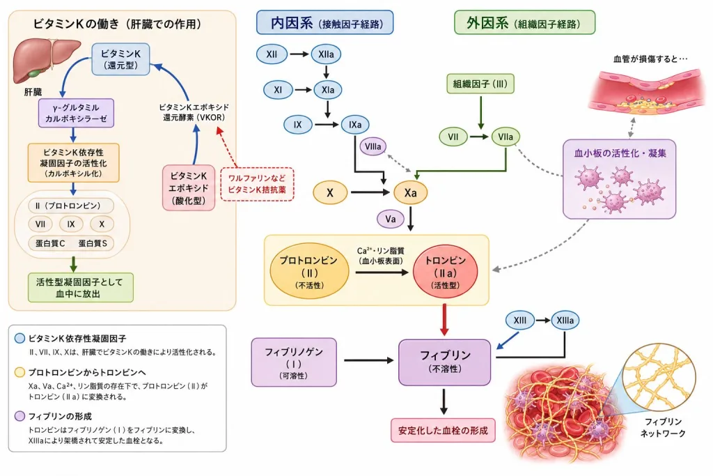血液凝固因子に関するまとめ画像